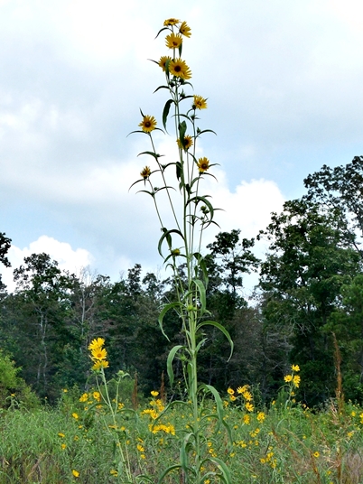 {Helianthus maximilianii}